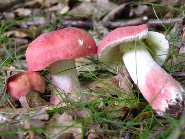 Мицелий Сыроежки красивой  / Сыроежка розовая (Russula bella)